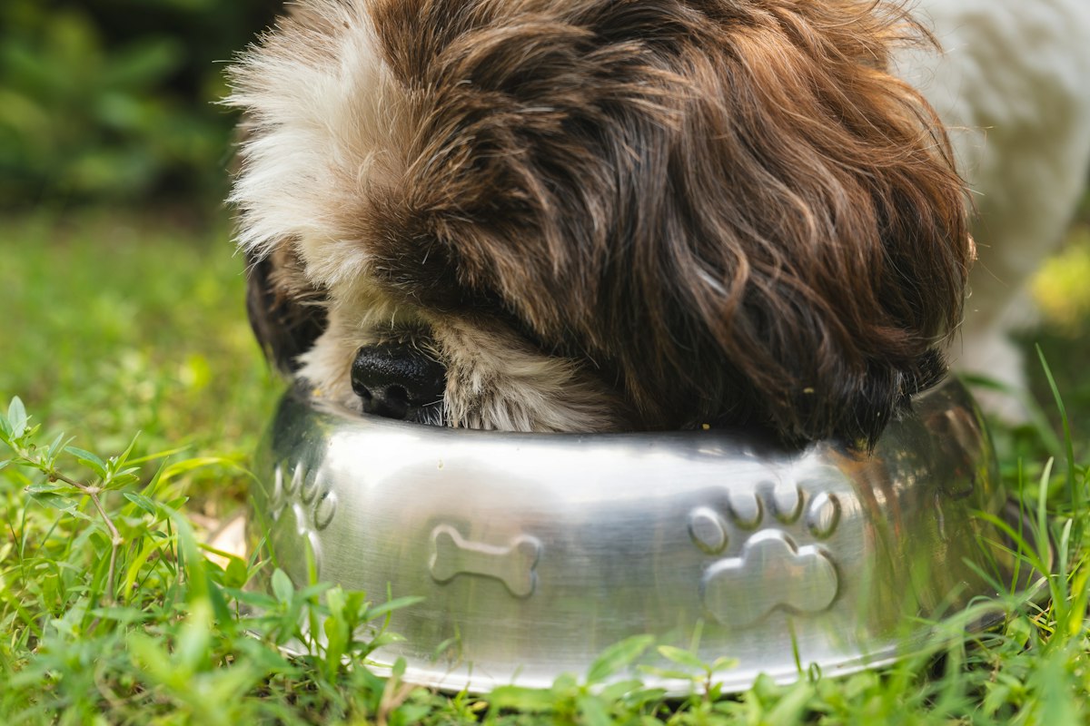 Pet daily routine organization