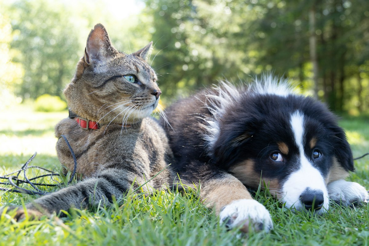 Pet following daily routine schedule