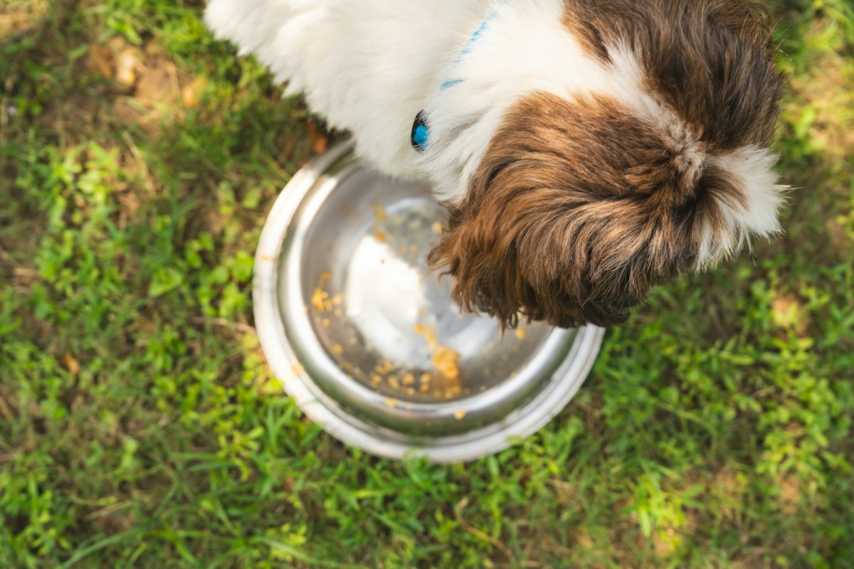 Pet daily routine organization